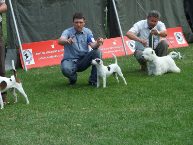 CACIB VARAŽDIN 25.05.2008 - foto