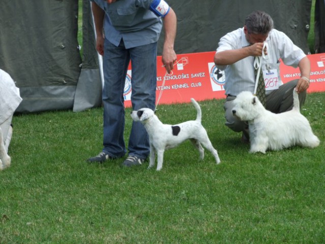 CACIB Varaždin
2008