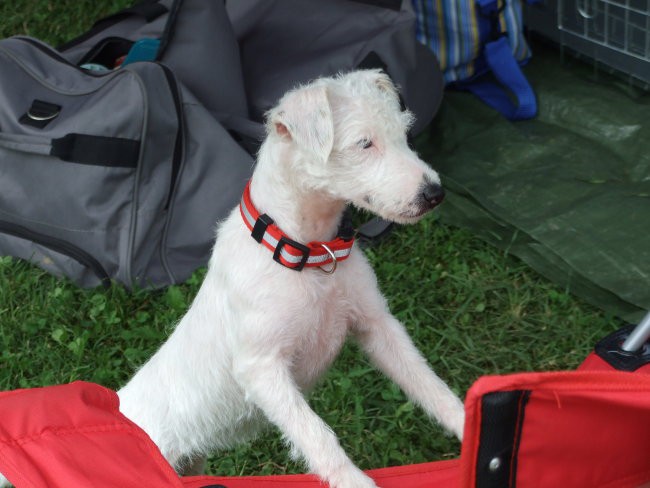 Agility Bad Radkesburg 2008 - foto povečava