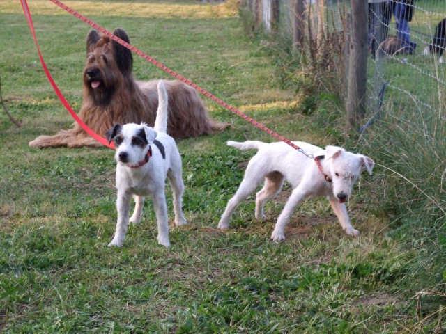 Agility Fehring - foto