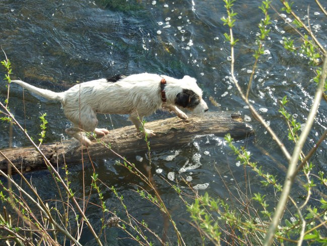 AMMY - foto povečava