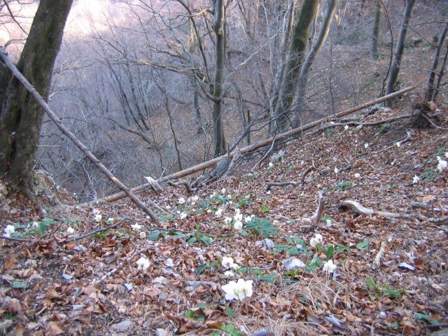 Konjice - Kumšek - Konjice - foto povečava