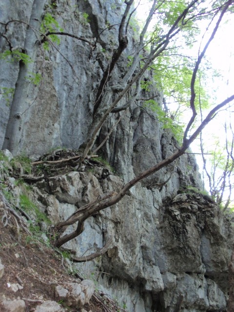 Izpopoljevanje Boč - foto