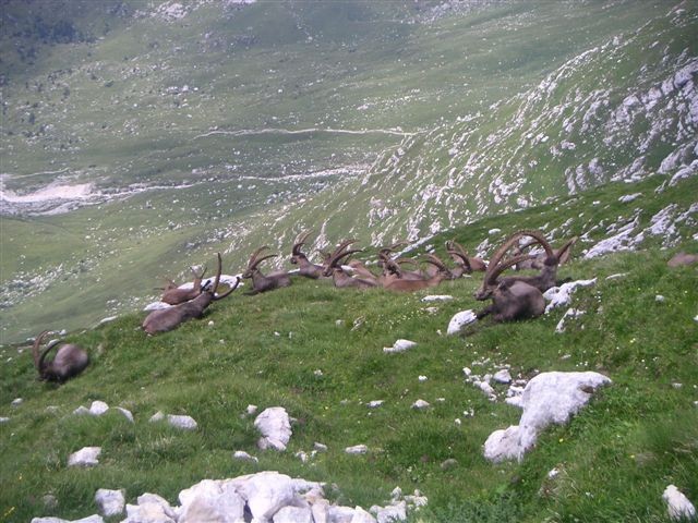 Kozorogi pri počitku