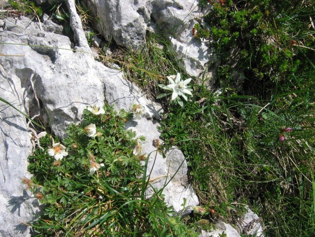 Repov kot - Planjava - foto povečava