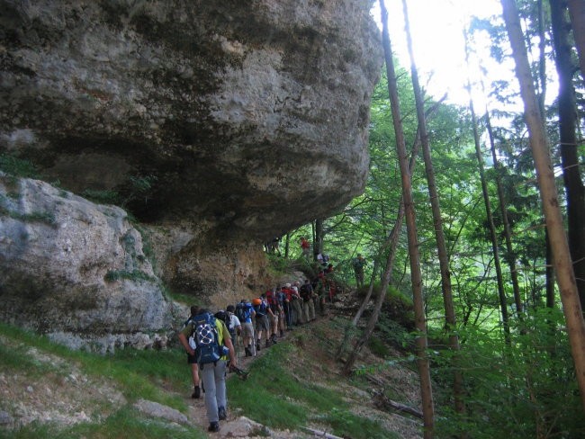 Repov kot - Planjava - foto povečava