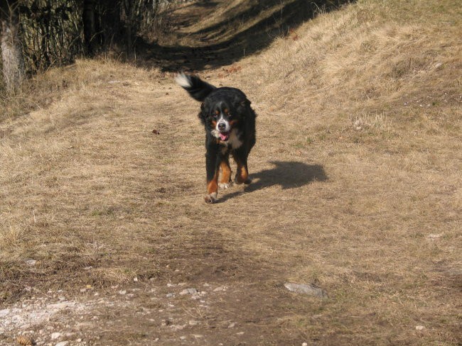 Ginini sprehodi - foto povečava