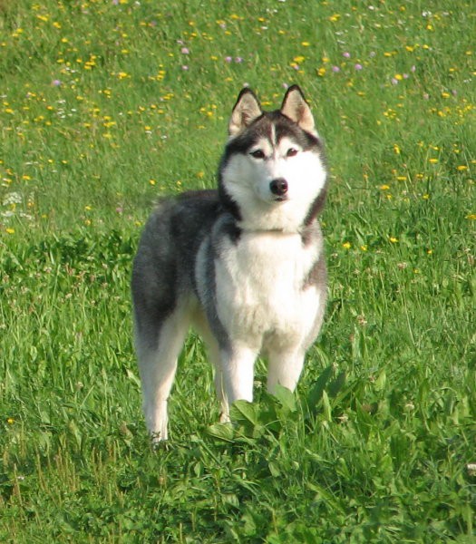 Sibirski husky-IZA (Indian Lake Hydrargium) - foto povečava