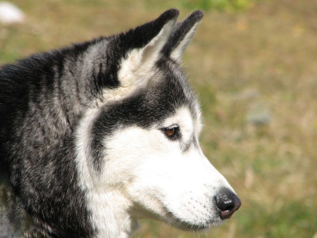 Sibirski husky-IZA (Indian Lake Hydrargium) - foto povečava