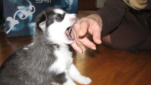 Sibirski husky-IZA (Indian Lake Hydrargium) - foto